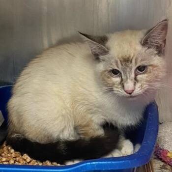 Pamela -  Domestic Short Hair and Siamese Cat for Adoption in Chehalis, Washington - Pamela | PetCurious