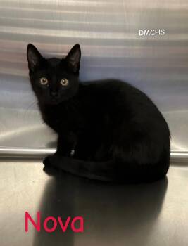 Nova -  Domestic Short Hair Cat for Adoption in Burlington, Iowa - Nova | PetCurious