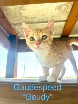 Gaudespeed -  Tabby Cat for Adoption in San Antonio, Texas - Gaudespeed | PetCurious