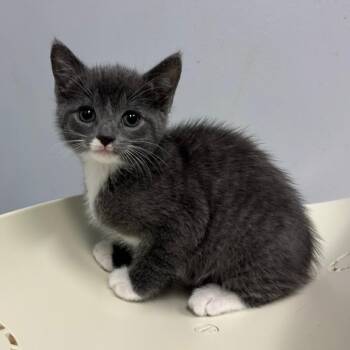 Domestic Short Hair Cats Available for Adoption in Columbus, Georgia - Haagen Dazs 0417 | PetCurious