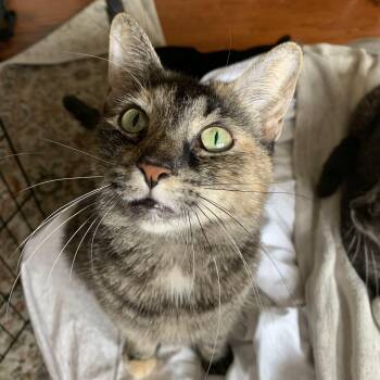 Rescue Domestic Short Hair Cats for Adoption in Buffalo, New York - Viola | PetCurious