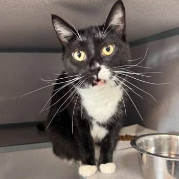 Holly -  Domestic Short Hair Cat for Adoption in Waterloo, Iowa - Holly | PetCurious