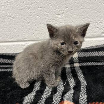 Guardian of the Galaxy -  Domestic Short Hair Cat for Adoption in Spruce Pine, North Carolina - Guardian Of The Galaxy | PetCurious
