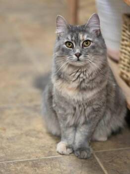 Peppermint -  Domestic Short Hair Cat for Adoption in Sprakers, New York - Peppermint | PetCurious