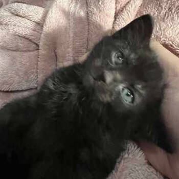 Rescue Domestic Short Hair Cats for Adoption in Jasper, Indiana - Sour Patch | PetCurious