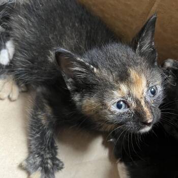 Honey Hickory -  Domestic Short Hair Cat for Adoption in Lufkin, Texas - Honey Hickory | PetCurious
