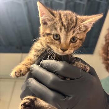 Abbi -  Domestic Short Hair Cat for Adoption in Huntington, West Virginia - Abbi | PetCurious
