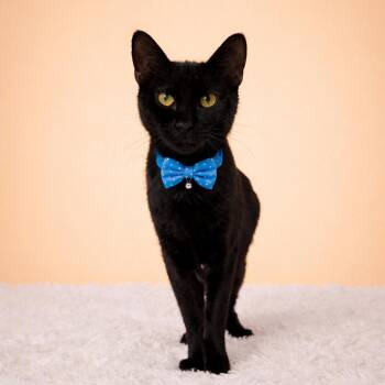 Domestic Short Hair Cats Available for Adoption in Binghamton, New York - Bee-Bee | PetCurious