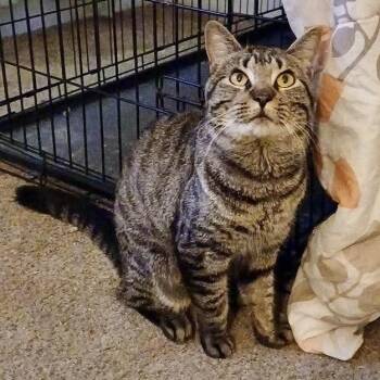 Midas -  Domestic Short Hair Cat for Adoption in Andover, Connecticut - Midas | PetCurious