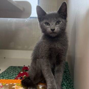 Clyde -  Domestic Short Hair Cat for Adoption in Gainesville, Florida - Clyde | PetCurious