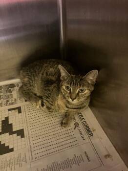 Milah -  Domestic Short Hair Cat for Adoption in Jackson, Tennessee - Milah | PetCurious