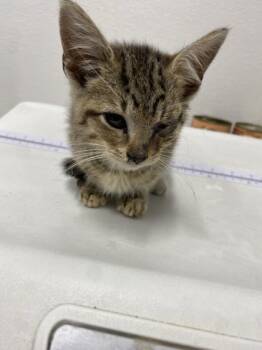 Rescue Domestic Short Hair Cats for Adoption in West Chester, Pennsylvania - Hansel | PetCurious