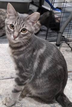 Nico -  Domestic Short Hair and Tabby Cat for Adoption in San Jose, California - Nico | PetCurious