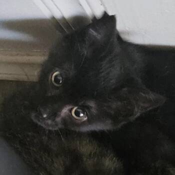 Domestic Short Hair Cats Available for Adoption in Yucaipa, California - Callista | PetCurious