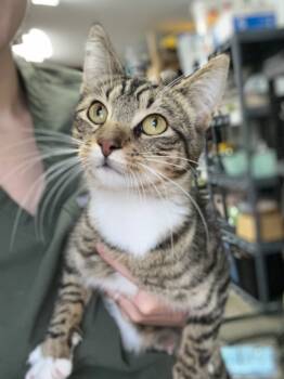 Rescue Domestic Short Hair Cats for Adoption in Menomonie, Wisconsin - Morticia | PetCurious