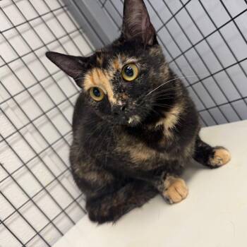 Domestic Short Hair Cats Available for Adoption in Columbiana, Alabama - Ember | PetCurious
