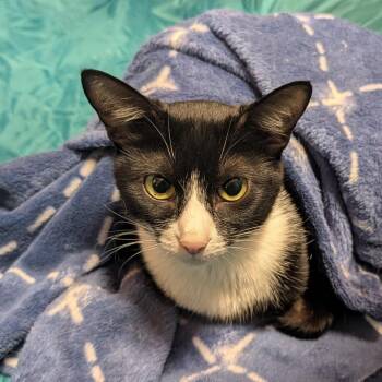 Wednesday -  Domestic Short Hair Cat for Adoption in Gibsonia, Pennsylvania - Wednesday | PetCurious