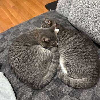 Rescue Domestic Short Hair Cats for Adoption - River (bonded W/ Duckie) | PetCurious