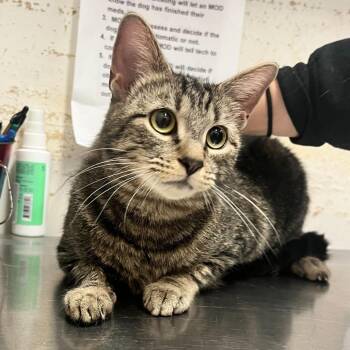 Domestic Short Hair Cats Available for Adoption in Riverwoods, Illinois - Katia | PetCurious