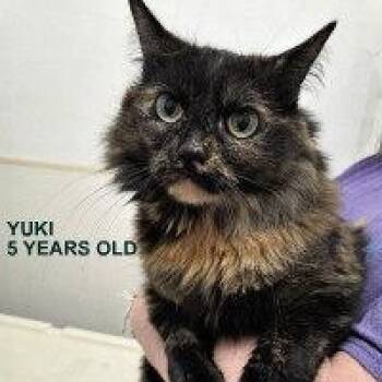 Tortoiseshell Cats Available for Adoption - YUKI | PetCurious