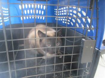 TWIX -  Siamese Cat for Adoption in Ocala, Florida - TWIX | PetCurious