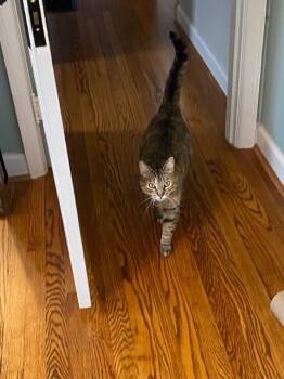 Astrid -  Domestic Short Hair Cat for Adoption in Cincinnati, Ohio - Astrid | PetCurious