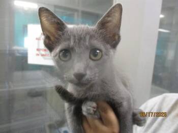 A476435 -  Domestic Short Hair Cat for Adoption in Oklahoma City, Oklahoma - A476435 | PetCurious