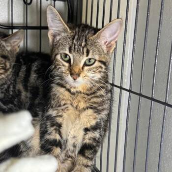 Wexi -  Domestic Short Hair Cat for Adoption in Saginaw, Michigan - Wexi | PetCurious