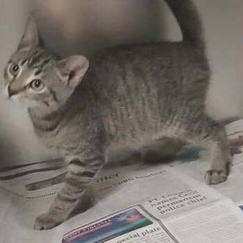 Asgardian Brothers: Thor -  Domestic Short Hair Cat for Adoption in Washington, District Of Columbia - Asgardian Brothers: Thor | PetCurious