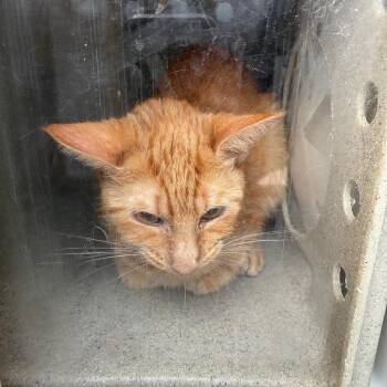 Lenny -  Domestic Short Hair Cat for Adoption in Philadelphia, Pennsylvania - Lenny | PetCurious