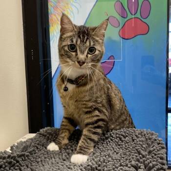 Domestic Short Hair Cats Available for Adoption in Cheyenne, Wyoming - Selen | PetCurious