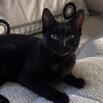 Rescue Domestic Short Hair Cats for Adoption in Shelbyville, Indiana - Esmeralda | PetCurious