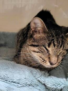 7748 Noodle -  Domestic Short Hair and Tabby Cat for Adoption in Hartwell, Georgia - 7748 Noodle | PetCurious