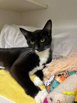 Bella (Welbourne) -  Domestic Long Hair Cat for Adoption in Johnson City, Tennessee - Bella (Welbourne) | PetCurious