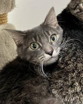 Stellar -  Domestic Short Hair Cat for Adoption in New Hope, Pennsylvania - Stellar | PetCurious