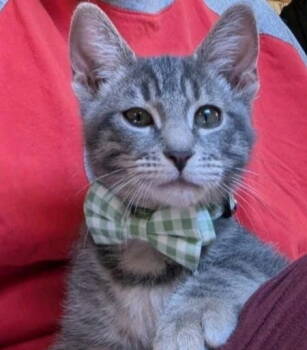 Rescue Domestic Short Hair Cats for Adoption in Thatcher, Arizona - Cilantro | PetCurious