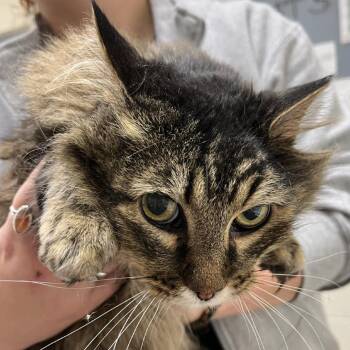 Domestic Long Hair Cats Available for Adoption in Murray, Utah - Mr. Flufferton | PetCurious