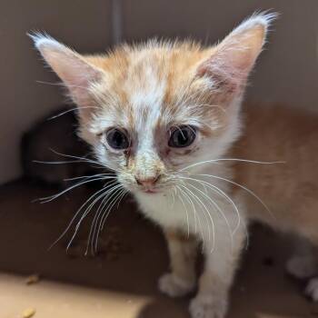 Plum -  Domestic Short Hair Cat for Adoption in Jeffersonville, Indiana - Plum | PetCurious