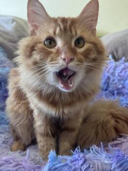 Tomahawk -  Domestic Long Hair and Tabby Cat for Adoption in Virginia Beach, Virginia - Tomahawk | PetCurious