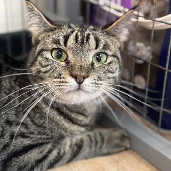 Domestic Short Hair Cats Available for Adoption in Winchendon, Massachusetts - Squirrel | PetCurious