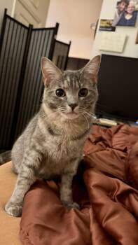 Sierra Mist -  Domestic Short Hair Cat for Adoption in Leesburg, Virginia - Sierra Mist | PetCurious