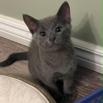 Shadow - Sweet & Gentle -  Domestic Short Hair Cat for Adoption in Hamilton, Ontario - Shadow - Sweet & Gentle | PetCurious