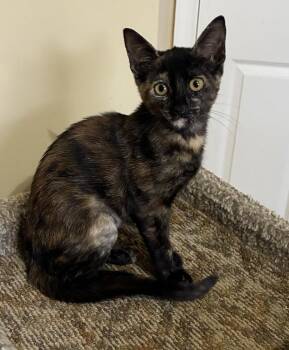 Amber -  Domestic Short Hair Cat for Adoption in Hudson, New Hampshire - Amber | PetCurious