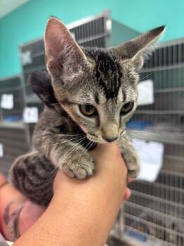 MARILYN M. -  Domestic Short Hair Cat for Adoption in Belton, Texas - MARILYN M. | PetCurious