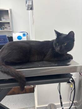 Batman -  Domestic Short Hair Cat for Adoption in Cambridge, Maryland - Batman | PetCurious