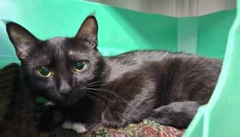 Twilight -  Domestic Short Hair Cat for Adoption in Winnipeg, Manitoba - Twilight | PetCurious