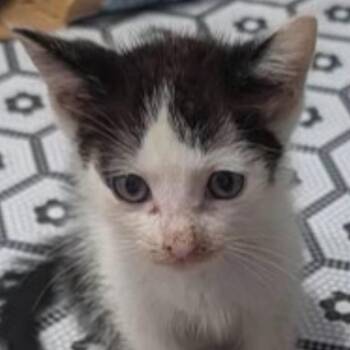 Tiny -  American Shorthair Cat for Adoption in Freeport, Florida - Tiny | PetCurious