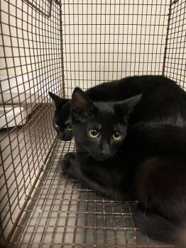 Domestic Short Hair Cats Available for Adoption in Long Beach, California - MICKEY | PetCurious