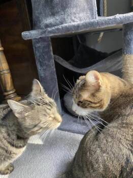 Cutie -  Domestic Short Hair Cat for Adoption in Morristown, New Jersey - Cutie | PetCurious