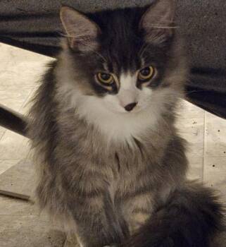 Domestic Long Hair Cats Available for Adoption - Larry | PetCurious